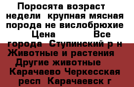 Поросята возраст 4 недели, крупная мясная порода(не вислобрюхие ) › Цена ­ 4 000 - Все города, Ступинский р-н Животные и растения » Другие животные   . Карачаево-Черкесская респ.,Карачаевск г.